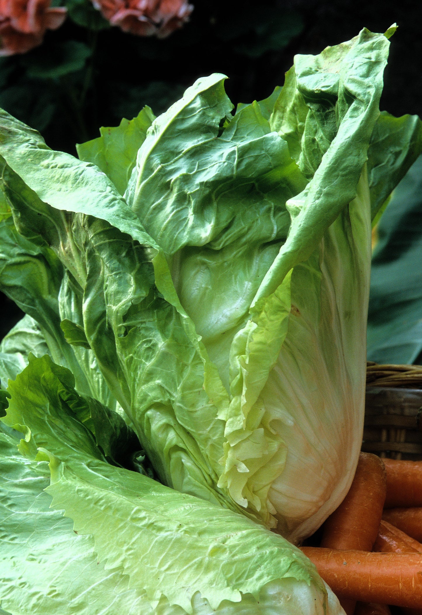 250 SUGAR LOAF ENDIVE Radicchio Escarole Cichorium Intybus Green Vegetable Seeds