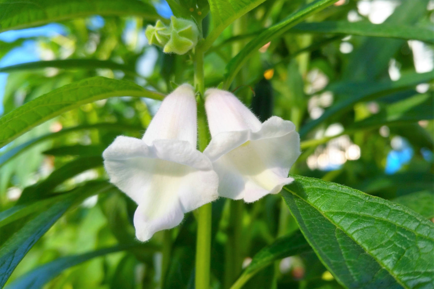 1500 BLACK SESAME Sesamum Indicum Vegetable Flower Seeds