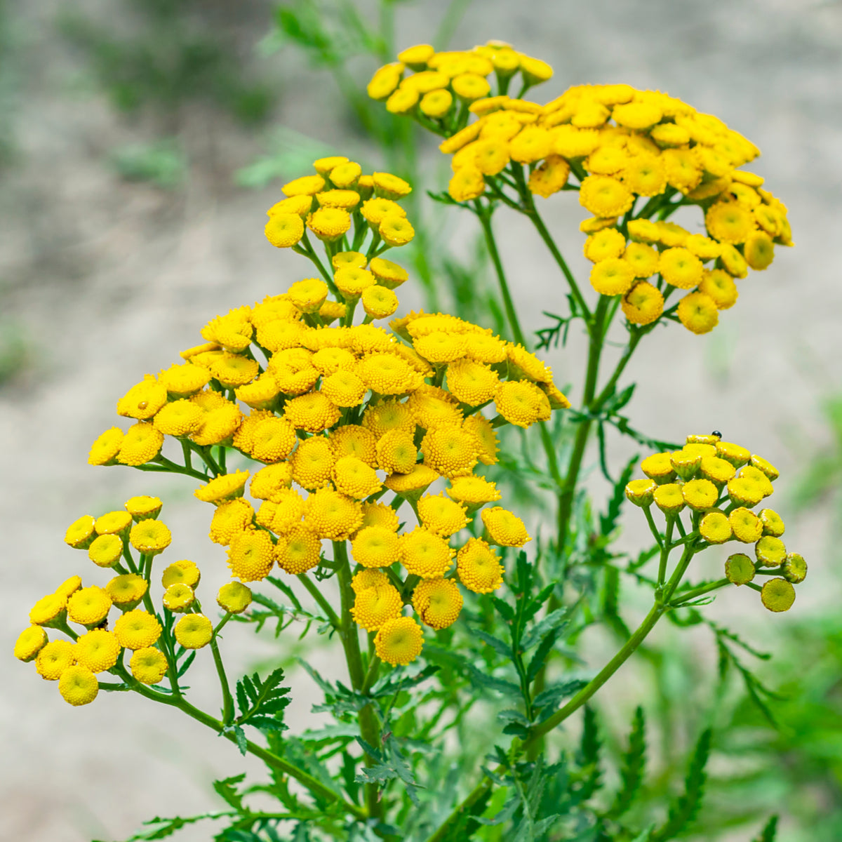 Tansy Essential Oil