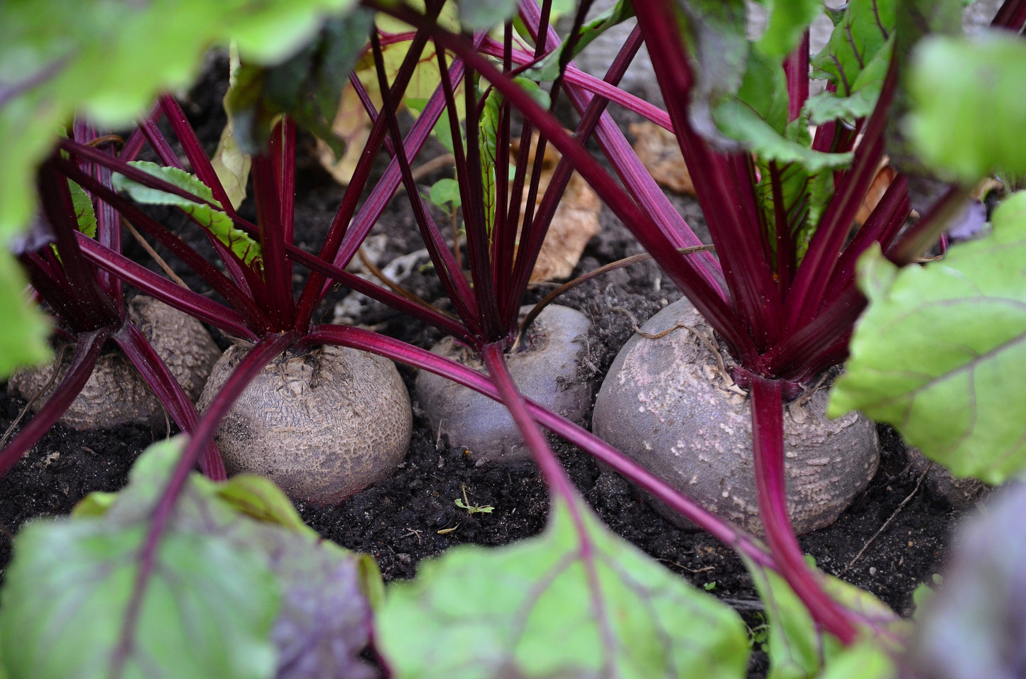 250 DETROIT Dark RED BEET Heirloom Beta Vulgaris Vegetable Seeds