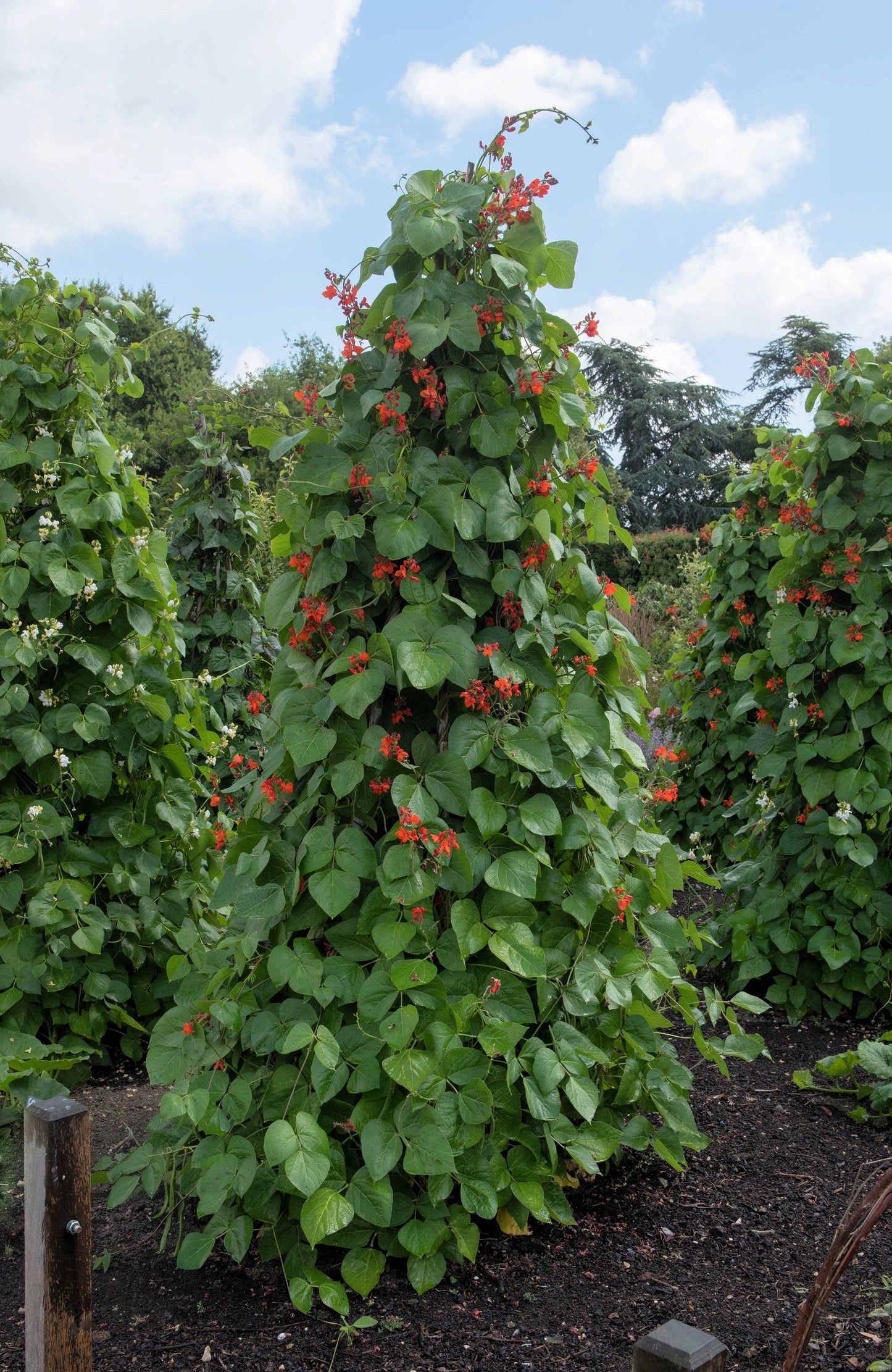 25 SCARLET RUNNER Pole BEAN Ornamental Red Flowers Phaseolus Vulgaris Vegetable Seeds