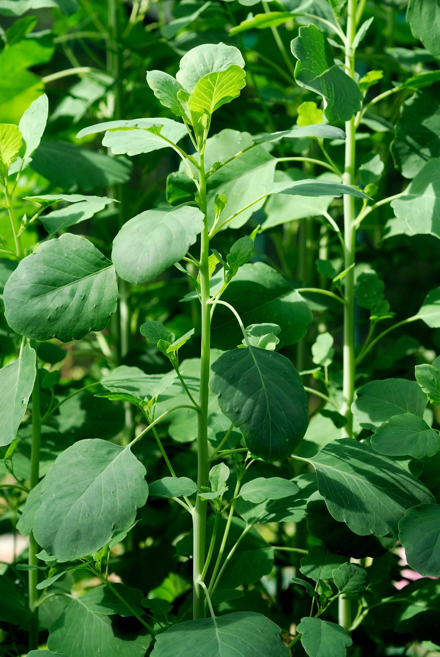 25 PAPALO Yerba Porosa, Summer Cilantro, Bolivian Coriander, Porophyllum Ruderale Culinary Herb Seeds