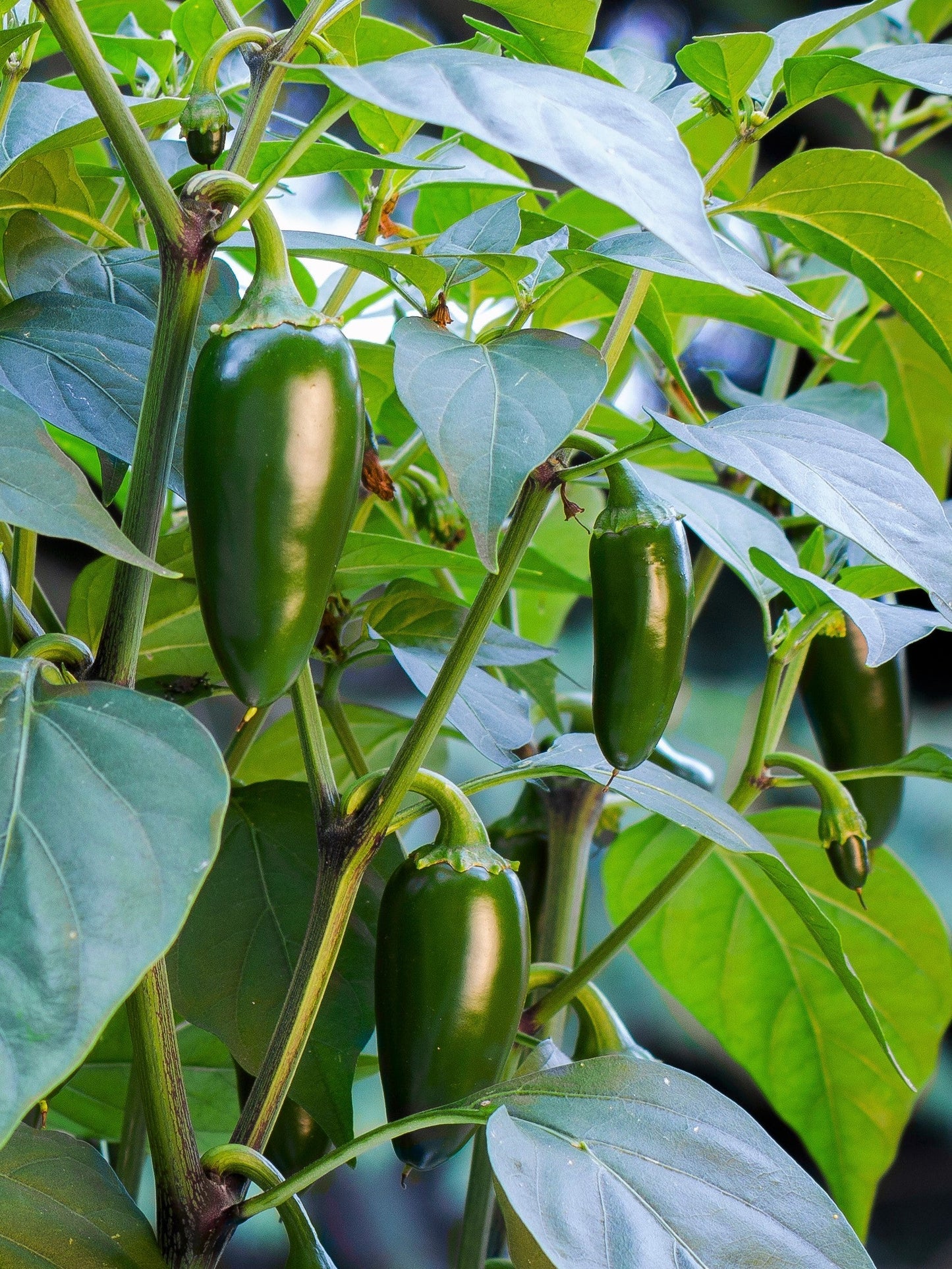 400 HOT JALAPENO PEPPER Capsicum Annuum Mexican Chili Vegetable Seeds