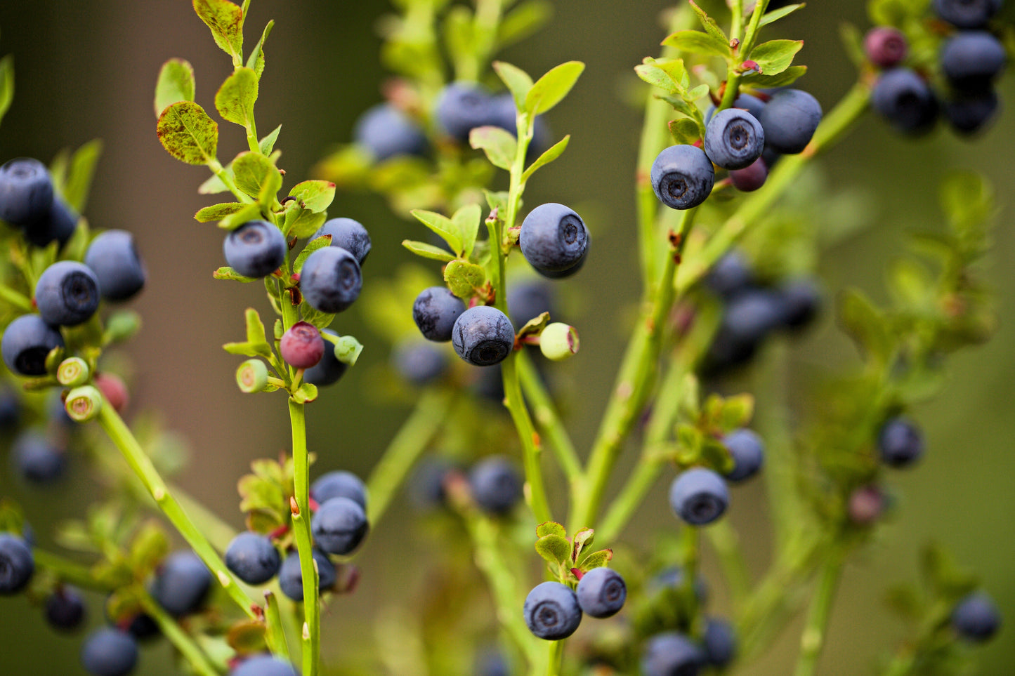 20 Common BILBERRY Fruit Shrub European Blueberry Vaccinium Myrtillus Seeds