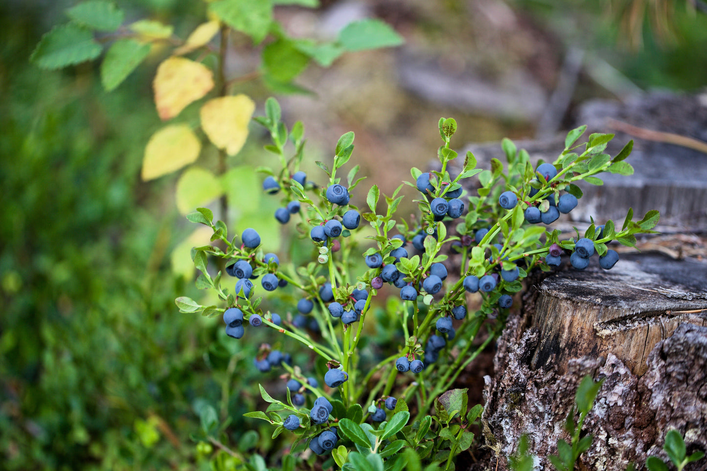 20 Common BILBERRY Fruit Shrub European Blueberry Vaccinium Myrtillus Seeds
