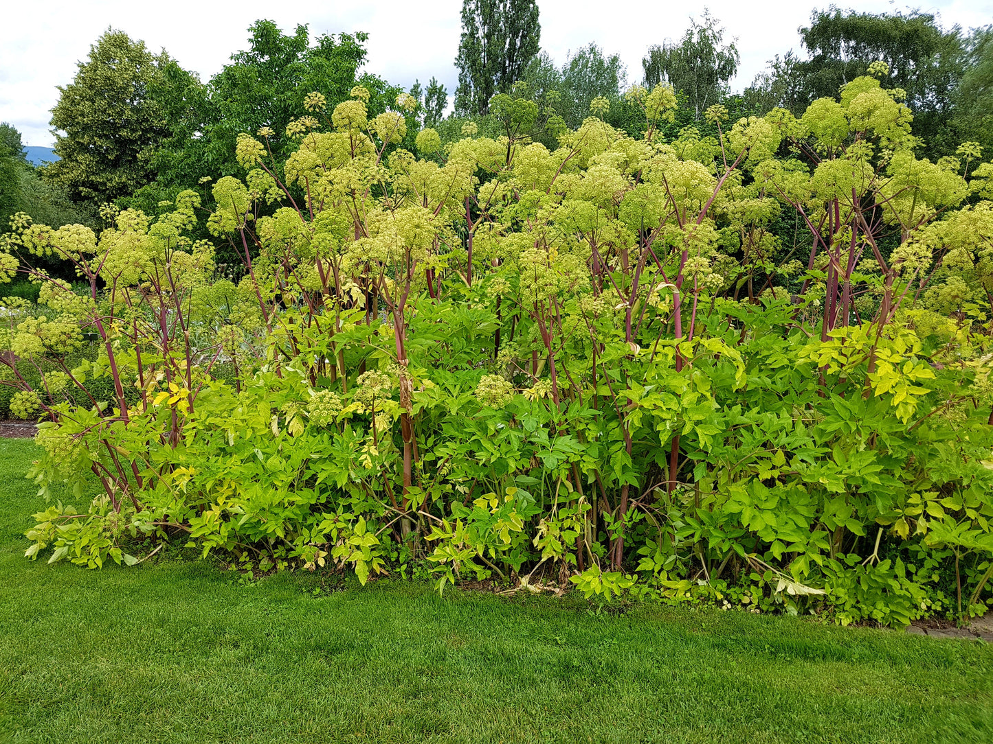 30 ANGELICA Archangelica Officinalis Edible Archangel / Holy Ghost Herb Seeds