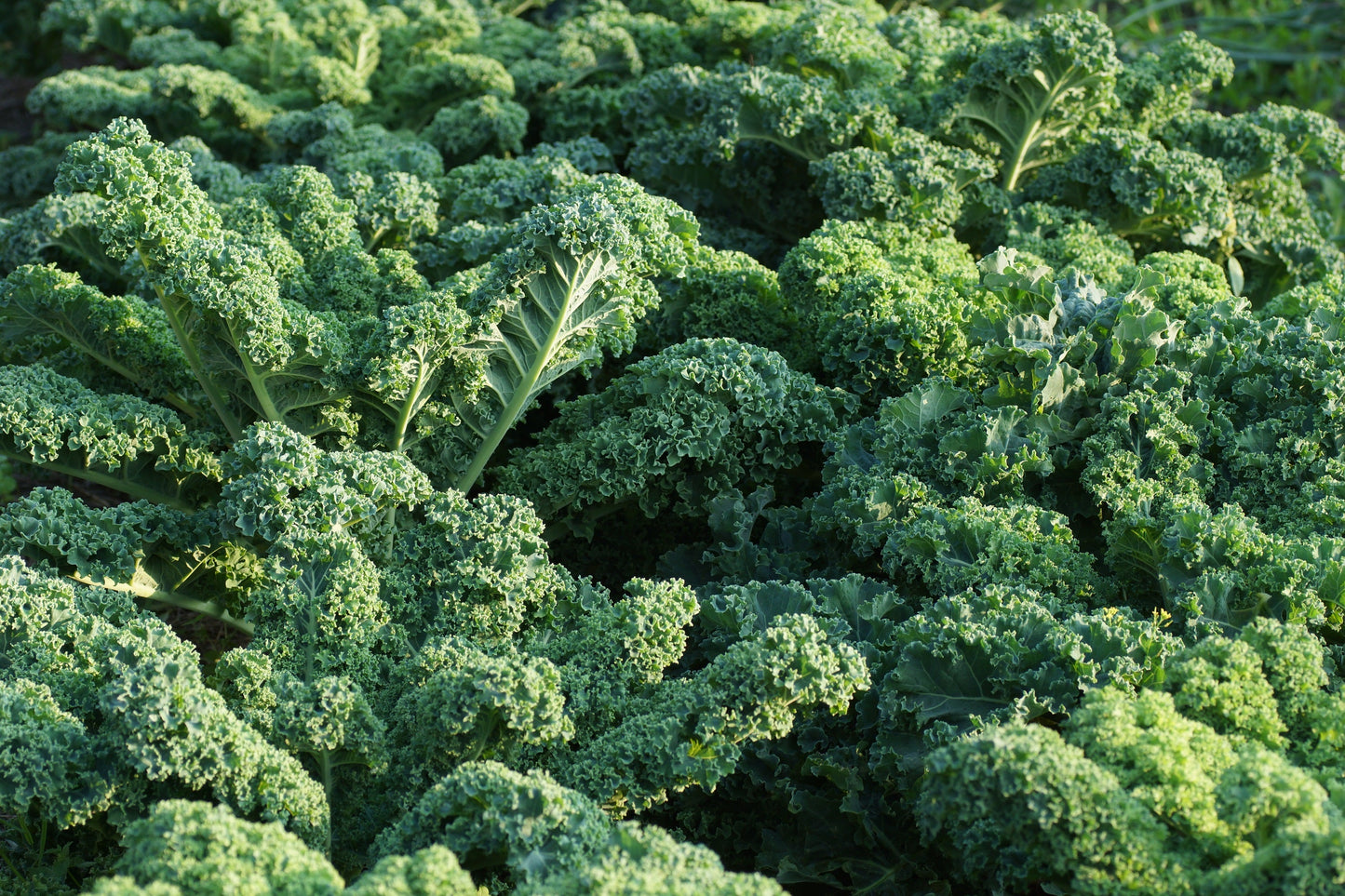 2500 VATES Blue CURLED KALE / Dwarf Blue Curled Scotch Kale Brassica Oleracea Vegetable Seeds