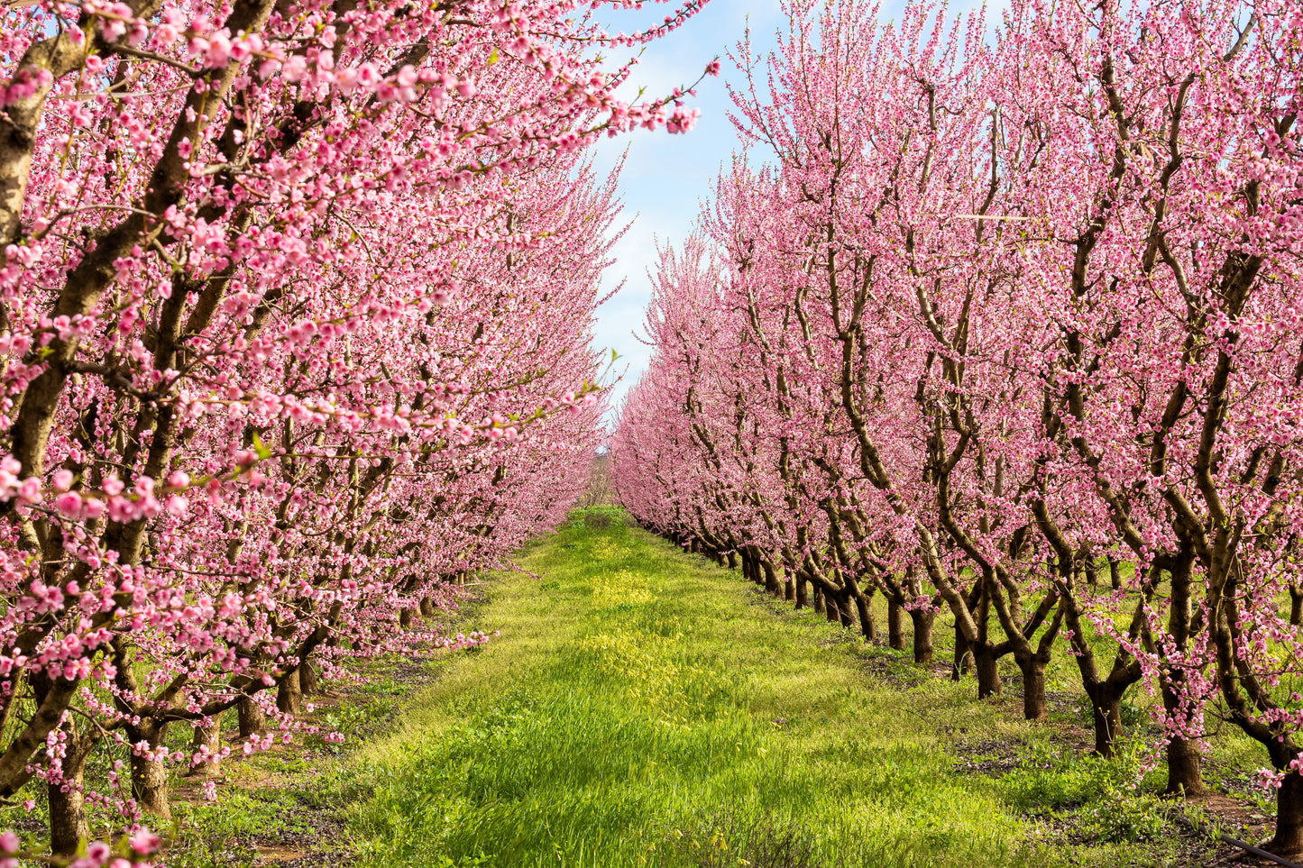 3 NEMAGUARD PEACH TREE Prunus Persica Fruit Pink Flower Seeds