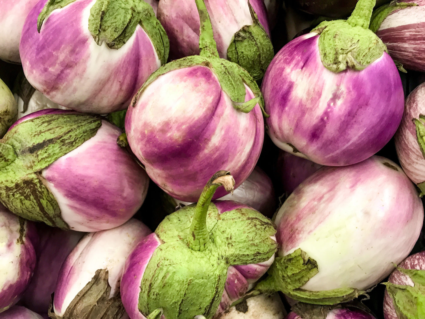 50 Organic Italian EGGPLANT ROSA BIANCA Solanum Melongena Esculentum Vegetable Seeds