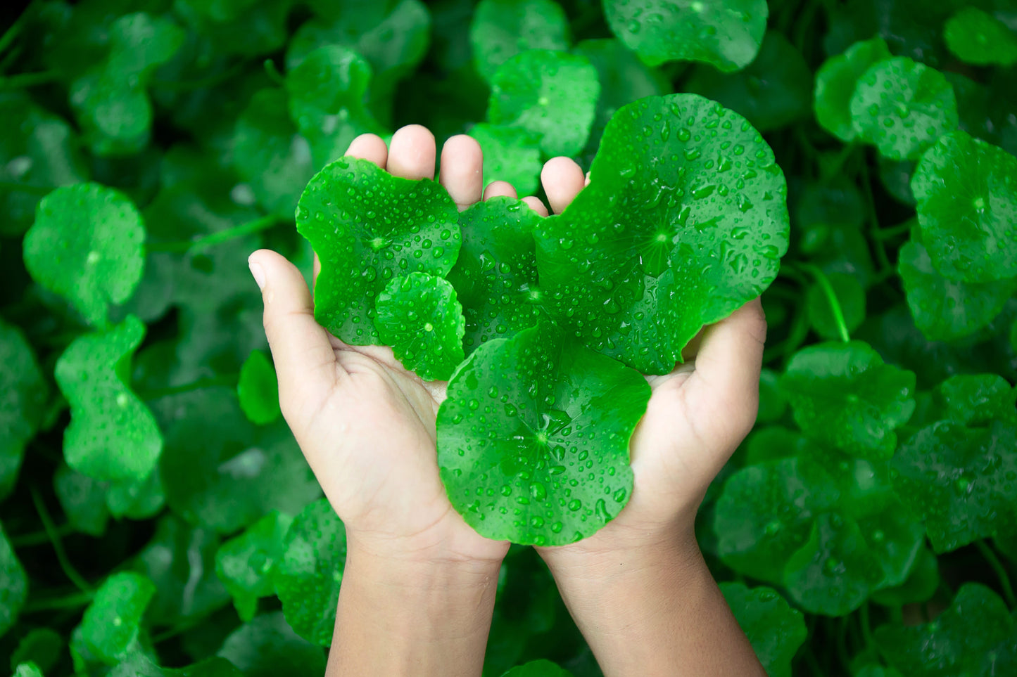 50 SPADELEAF Edible Coinwort Centella Asiatica Gotu Kola Herb Pink Flower Seeds