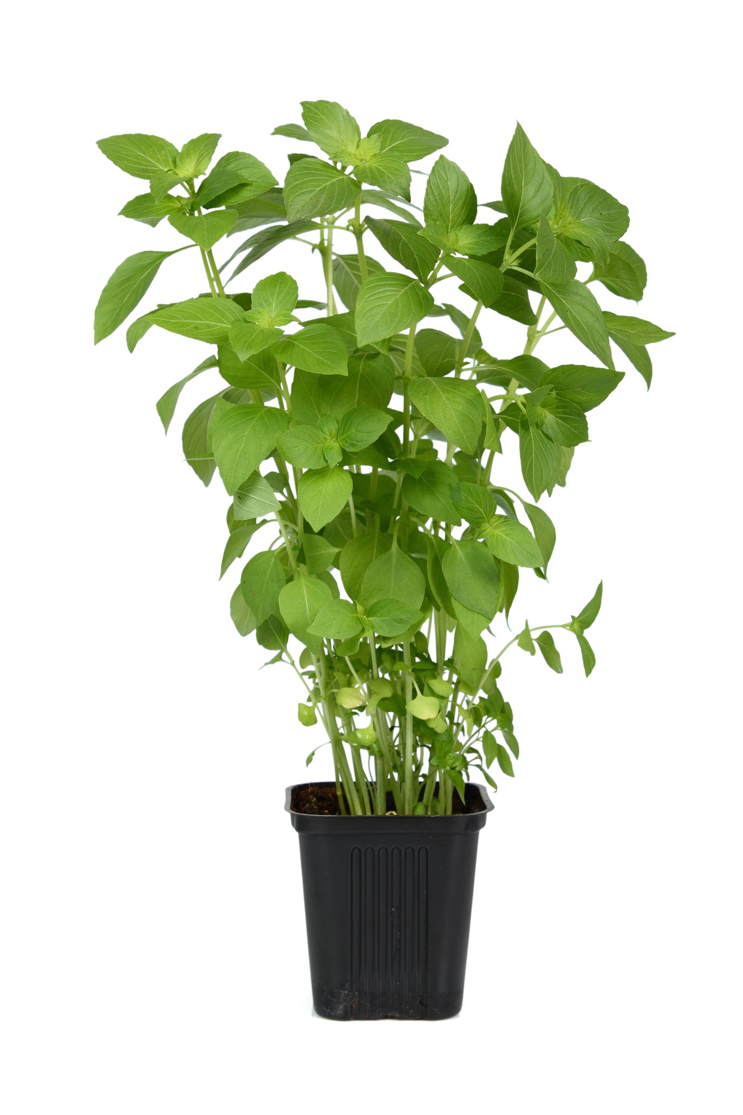 1500 LEMON BASIL Ocimum Basilicum HERB Flower Seeds