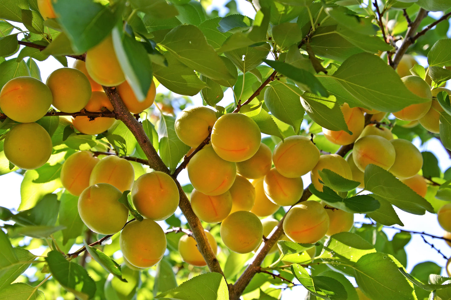 5 COMMON APRICOT Fruit Tree Prunus Armeniaca White Pink Flower Seeds