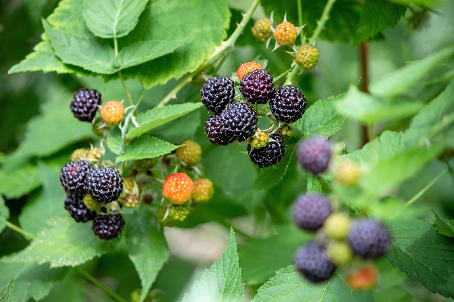 50 BLACK RASPBERRY Rubus Leucodermis Fruit Bush Vine Seeds