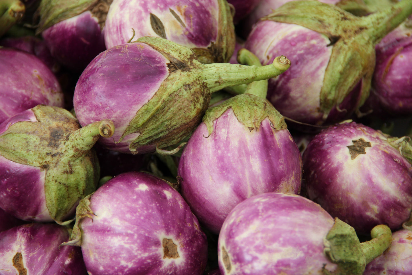 50 Organic Italian EGGPLANT ROSA BIANCA Solanum Melongena Esculentum Vegetable Seeds