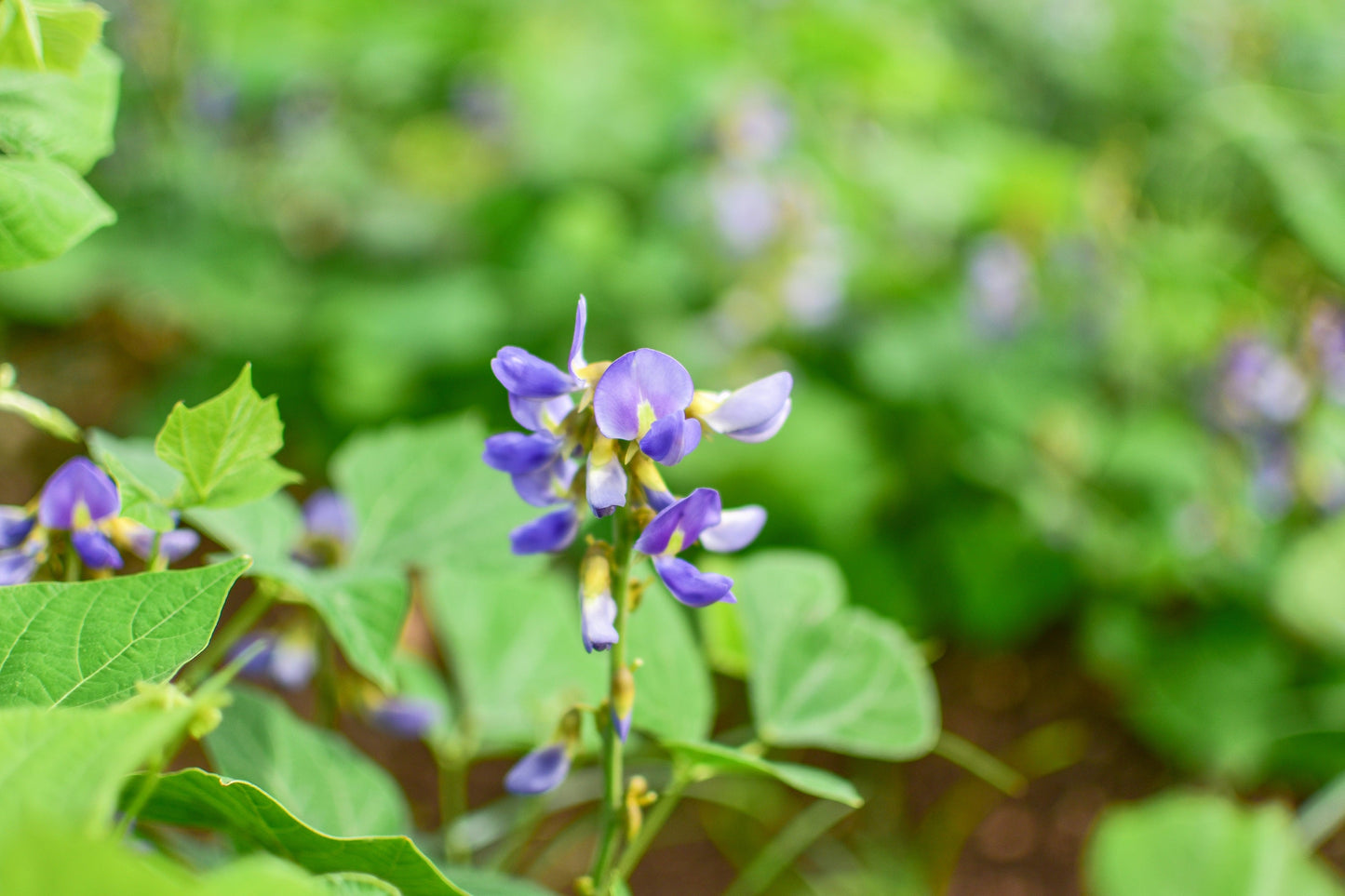 20 JICAMA Mexican Yam Bean Potato Bean Pachyrhizus Erosus Vining Legume Root Vegetable Blue Flower Seeds