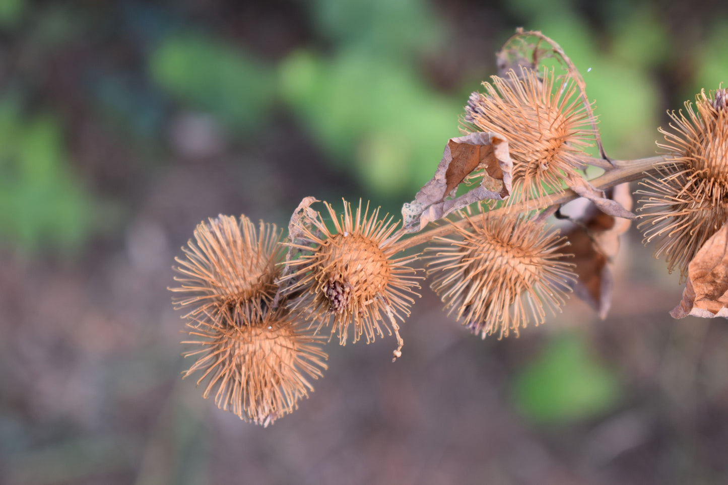 200 Great BURDOCK Arctium Lappa (Edible Burdock / Cockle-Button / Beggar's Buttons) HERB Flower Seeds