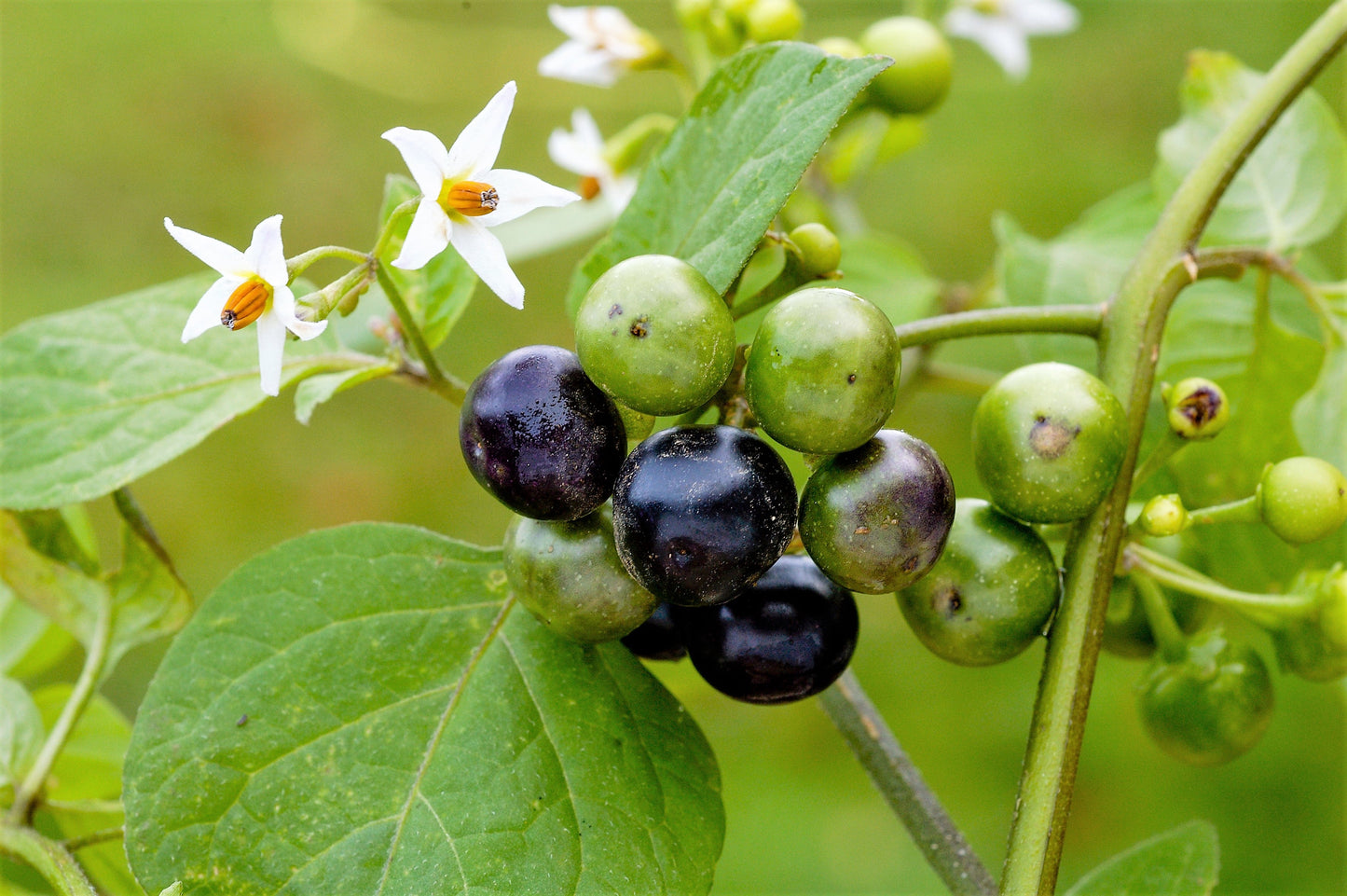 100 GARDEN HUCKLEBERRY (Ground Cherry) Solanum Melanocerasum Berry Fruit Bush Seeds