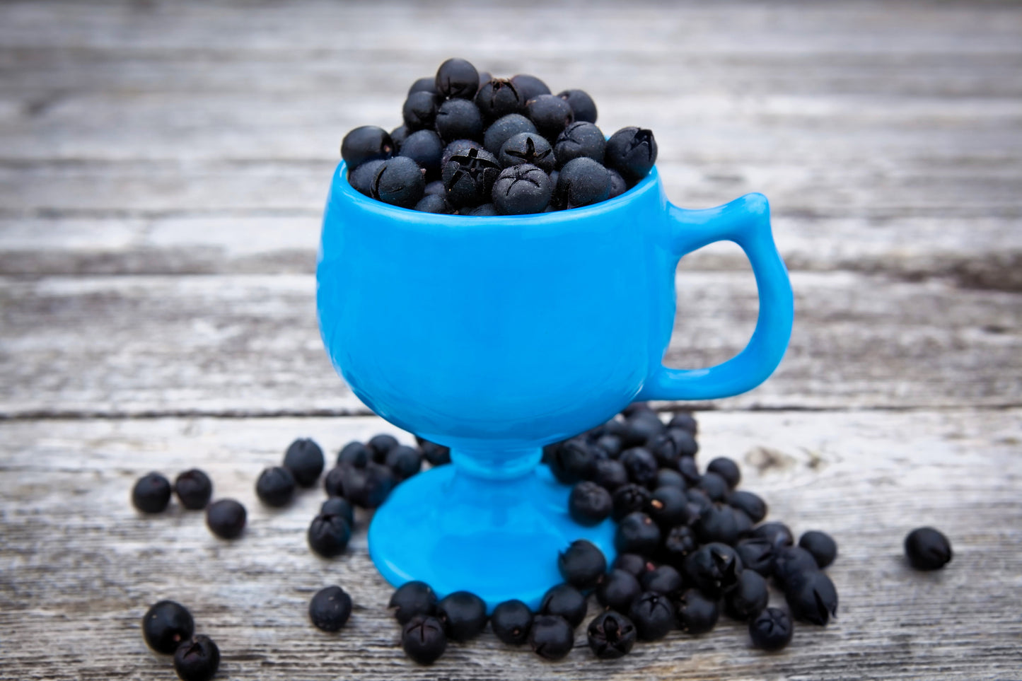 40 SALAL BERRY Gaultheria Shallon Pink White Flowers Blue Fruit Shrub Seeds