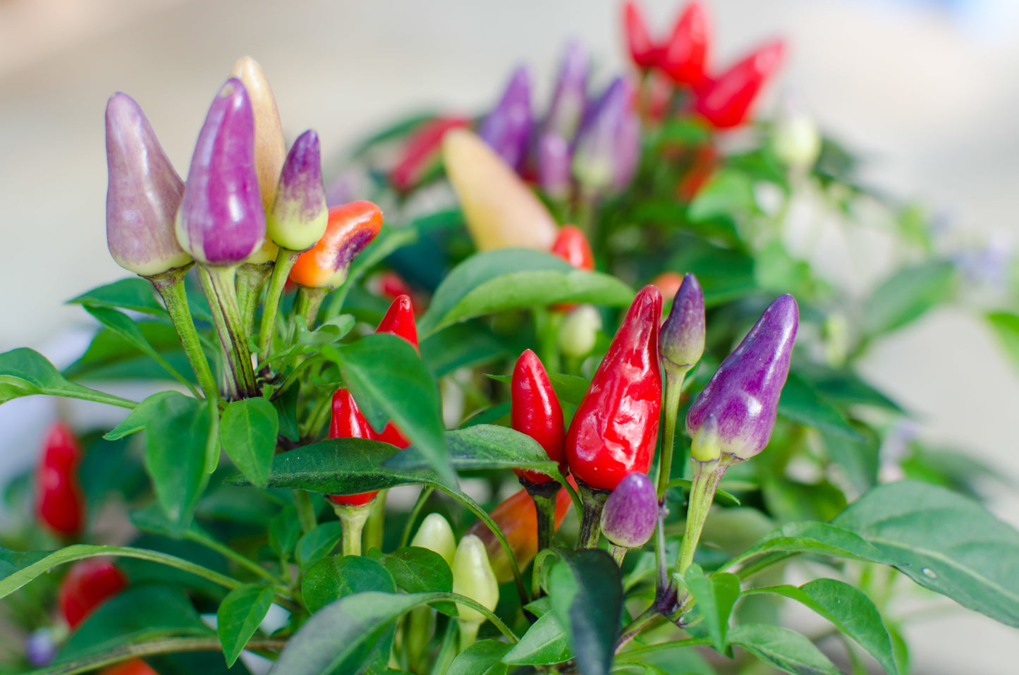 25 BOLIVIAN RAINBOW PEPPER Multi Colored Chili Capsicum Annuum Vegetable Seeds