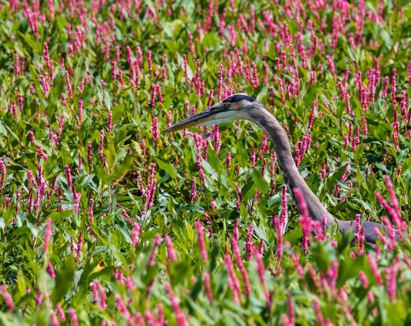 100 PINKWEED Smartweed Pink Knotweed Polygonum Wetland Flower Herb Seeds