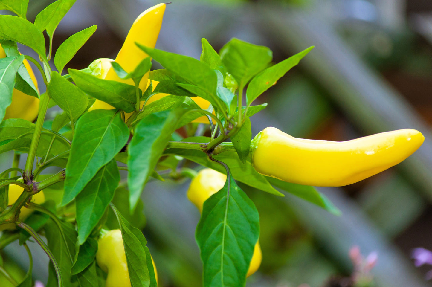 200 HEIRLOOM BANANA Pepper Sweet Yellow Hungarian Capsicum Annuum Vegetable Seed
