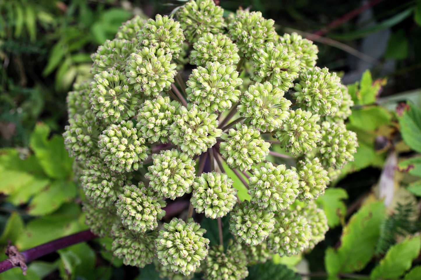 30 ANGELICA Archangelica Officinalis Edible Archangel / Holy Ghost Herb Seeds