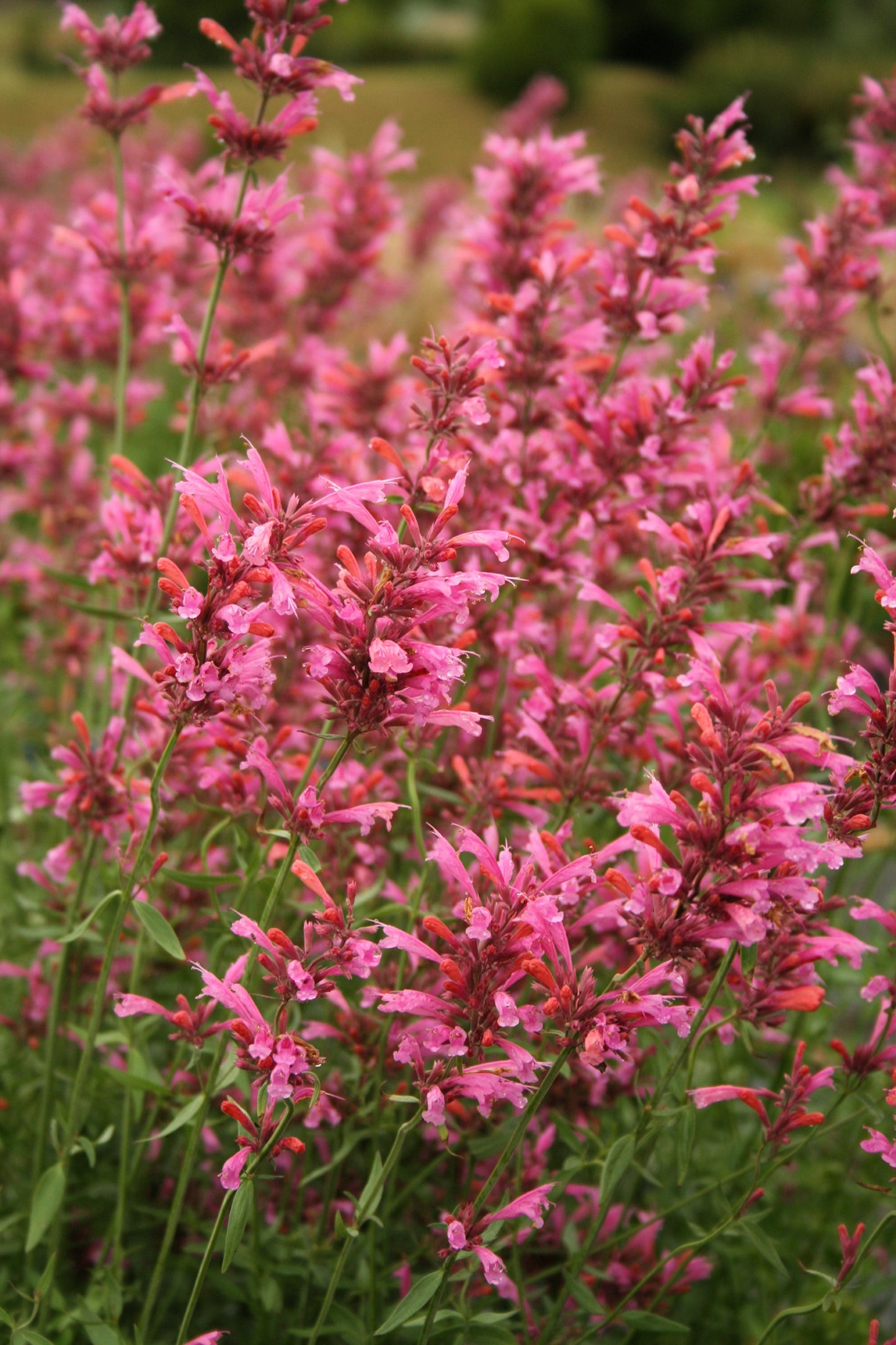 30 Red AGASTACHE HEATHER QUEEN Hummingbrid Mint Hyssop Flower Herb Seeds