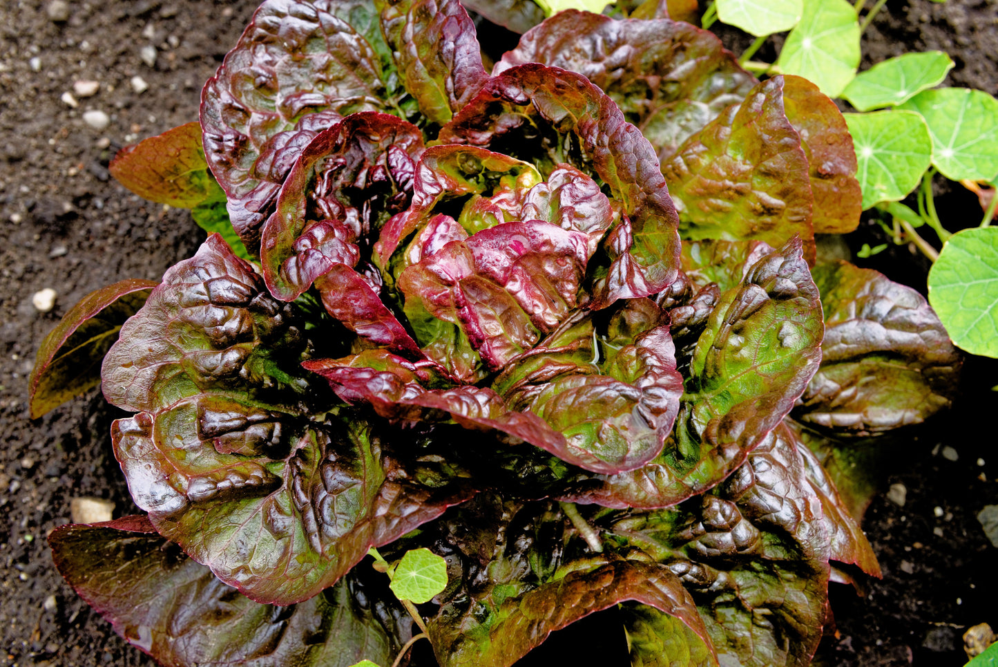 3000 RED ROMAINE LETTUCE Lactuca Sativa Vegetable Seeds
