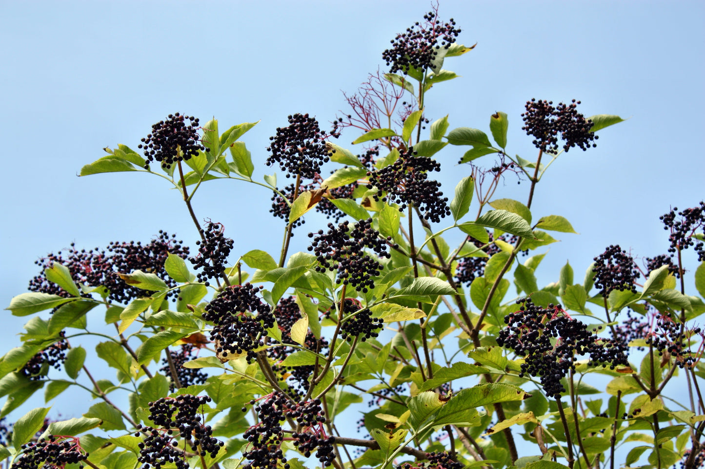 25 American ELDERBERRY FRUIT BUSH Shrub Tree Sambucus Nigra Canadensis Seeds