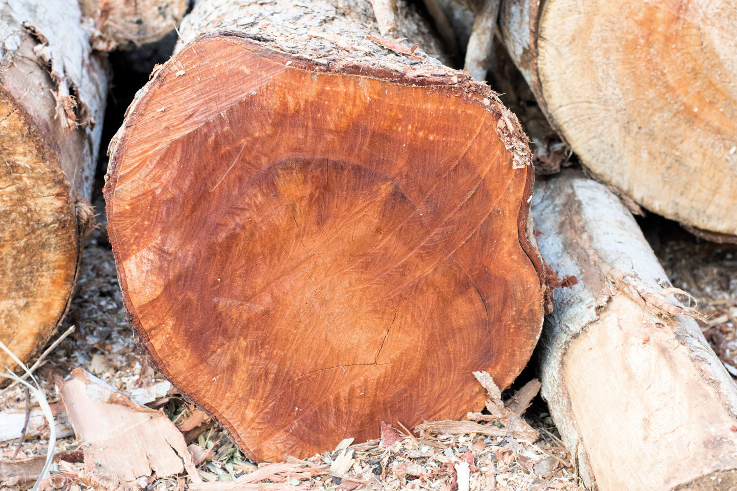 5 TRUE MAHOGANY TREE Honduran Big Leaf Sky Fruit Swietenia Macrophylla Seeds