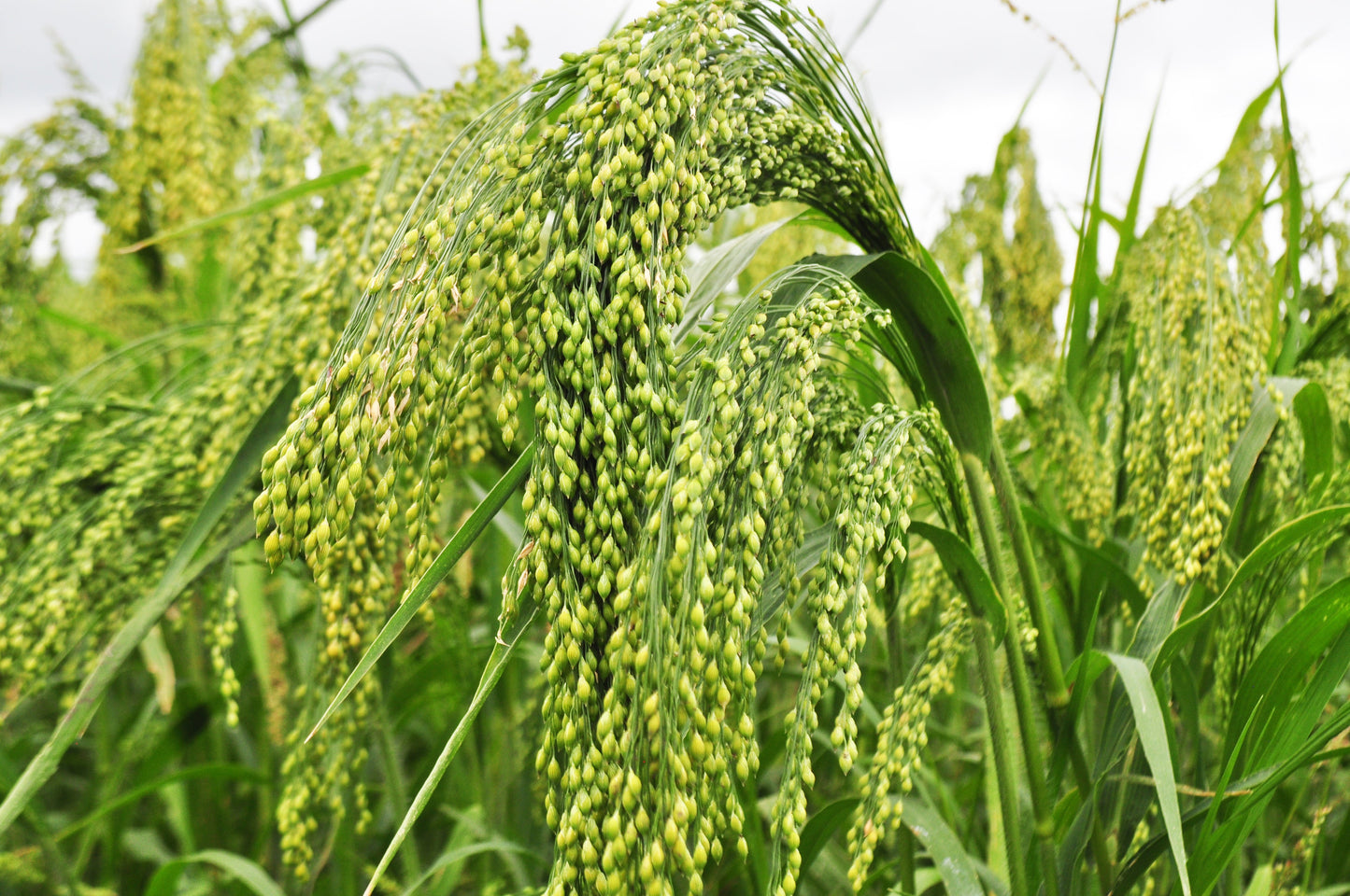 200 PROSO MILLET White Common Panicum Miliaceum Ornamental Grass Vegetable Seeds