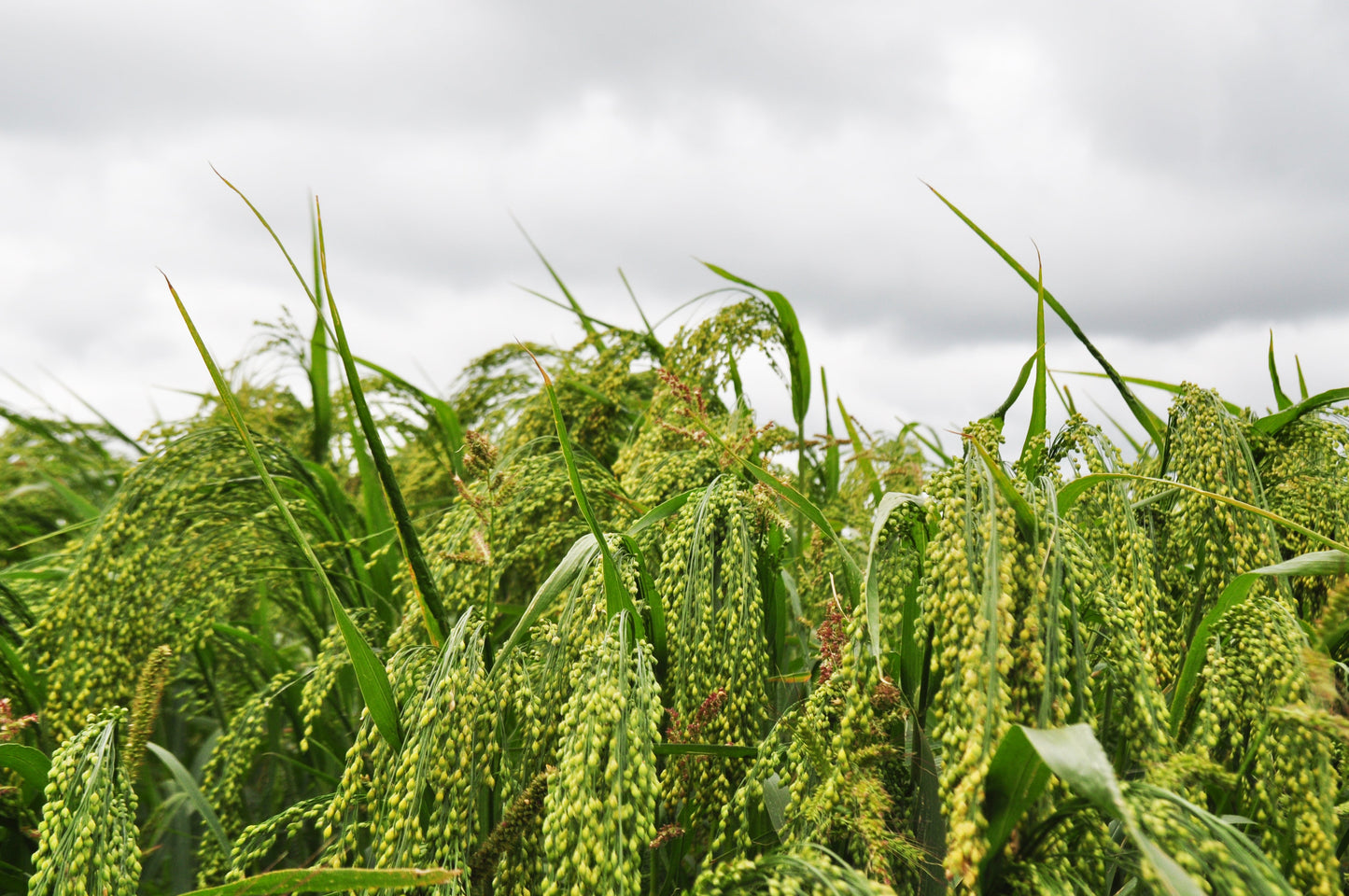 200 PROSO MILLET White Common Panicum Miliaceum Ornamental Grass Vegetable Seeds