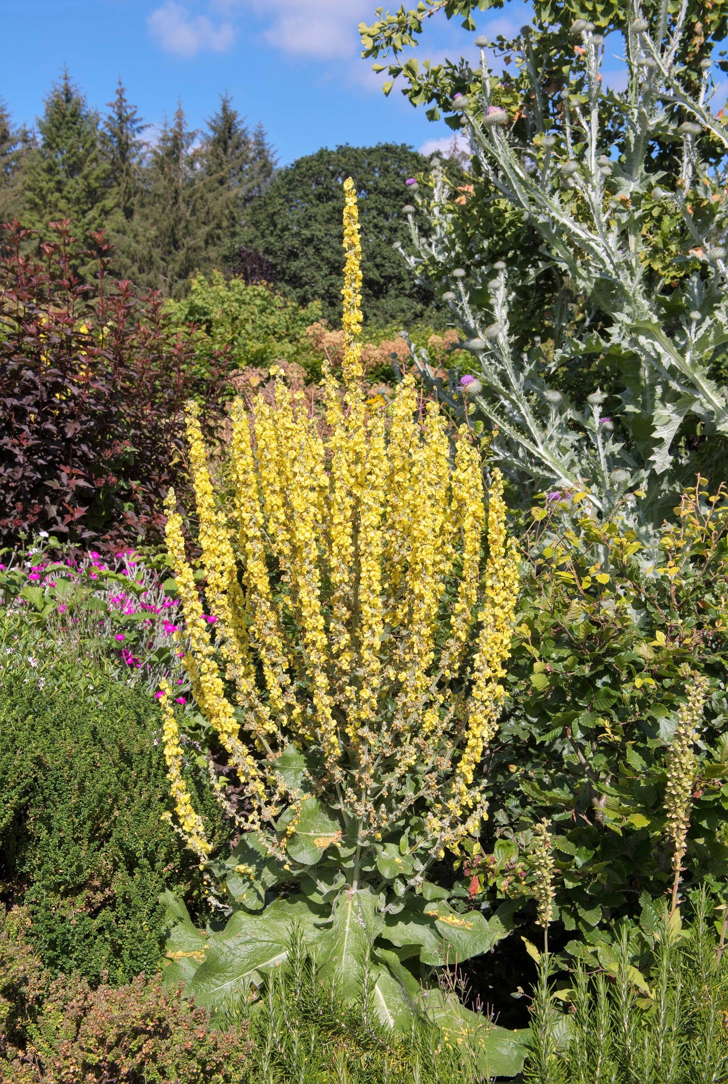 150 YELLOW VERBASCUM Thapsus Common Mullein Flower Herb Seeds