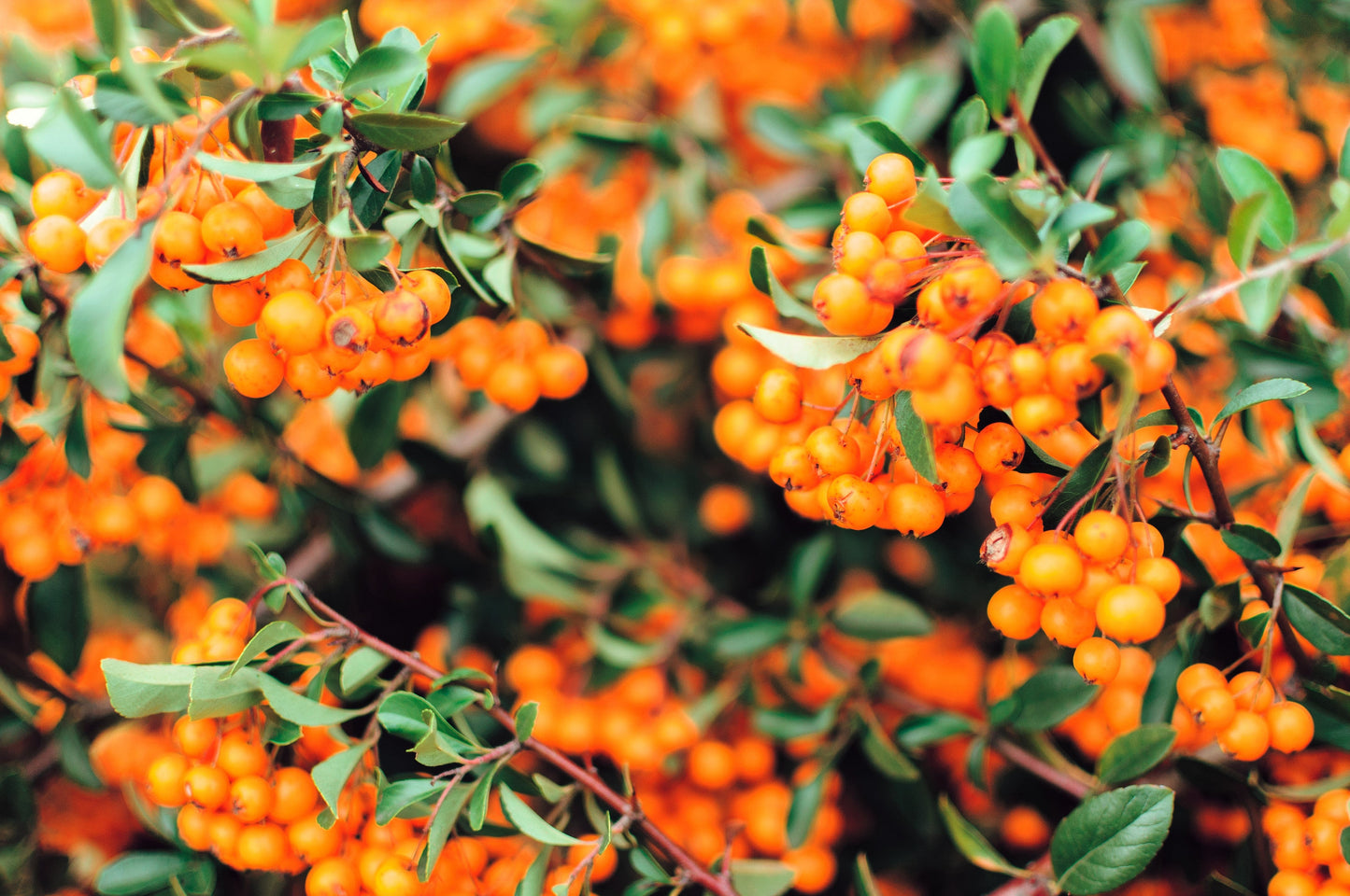 100 SEABERRY Sea Buckthorn Elaeagnus Hippophae Rhamnoides Orange Berry Fruit Shrub Yellow Flower Silver Foliage Seeds