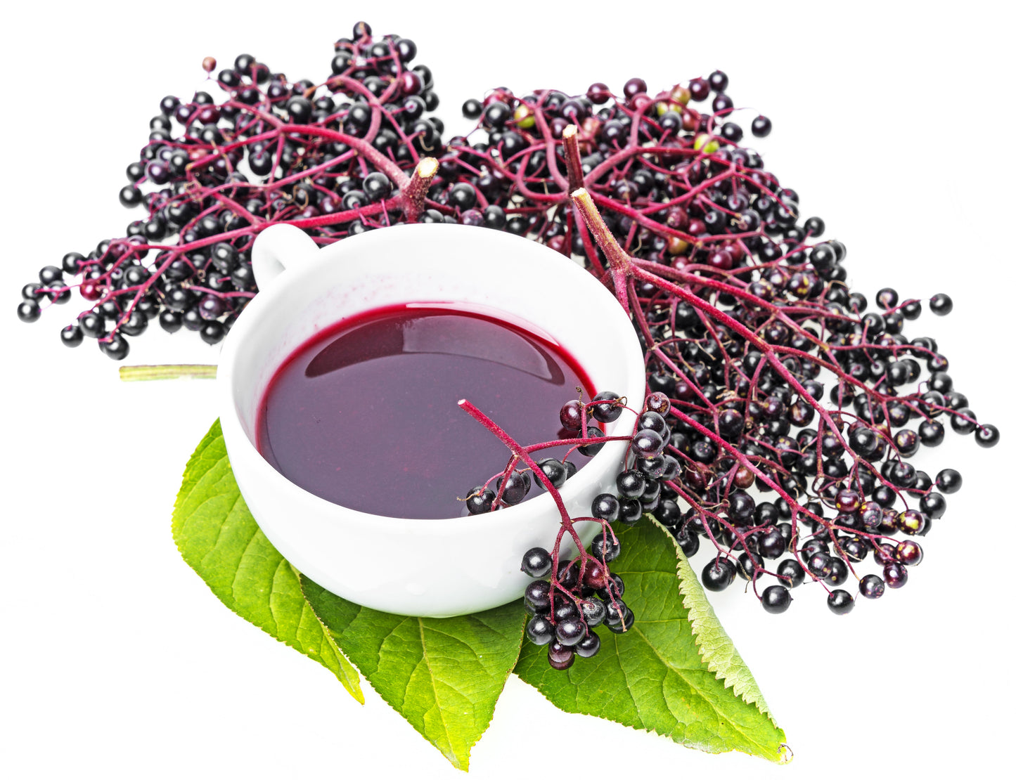 25 American ELDERBERRY FRUIT BUSH Shrub Tree Sambucus Nigra Canadensis Seeds