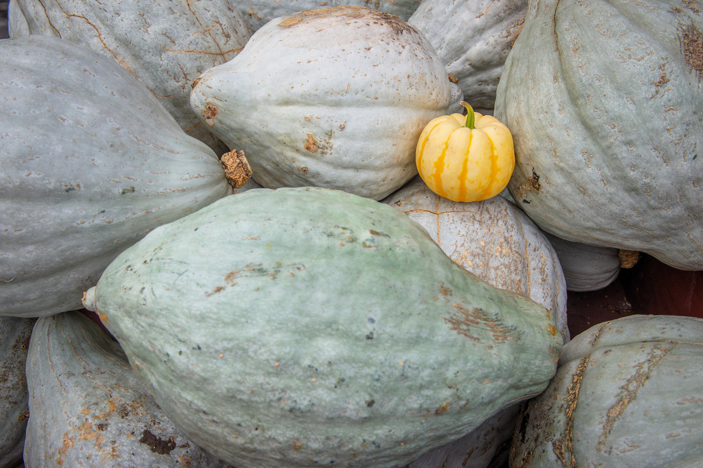 30 BLUE HUBBARD SQUASH New England Buttercup Cucurbita Pepo Vegetable Seeds