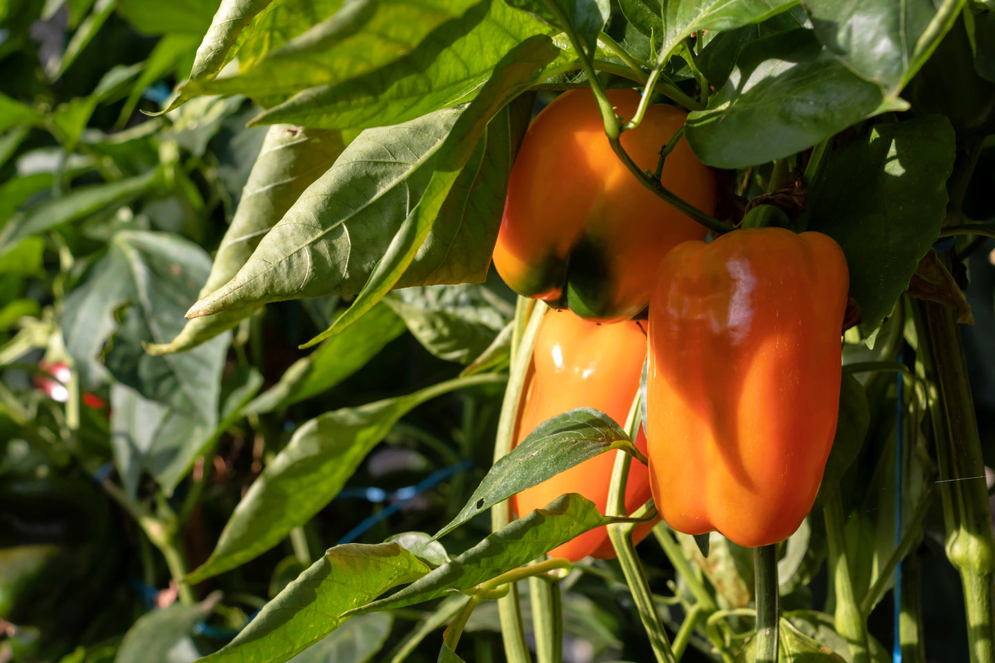 100 ORANGE King BELL PEPPER Sweet Capsicum Annuum Vegetable Seeds