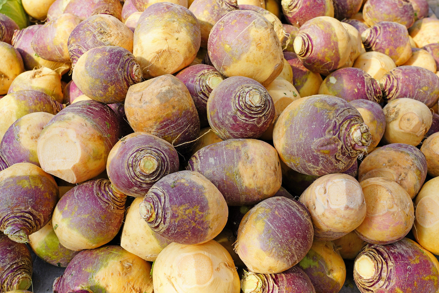 1500 American PURPLE TOP RUTABAGA Brassica Napus Root Vegetable & Greens Seeds