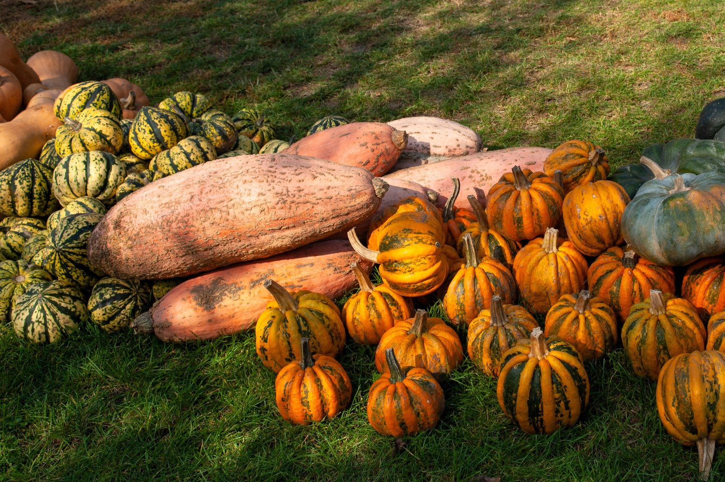 25 Jumbo PINK BANANA SQUASH Perilla Frutescens Heirloom Winter Vegetable Seeds