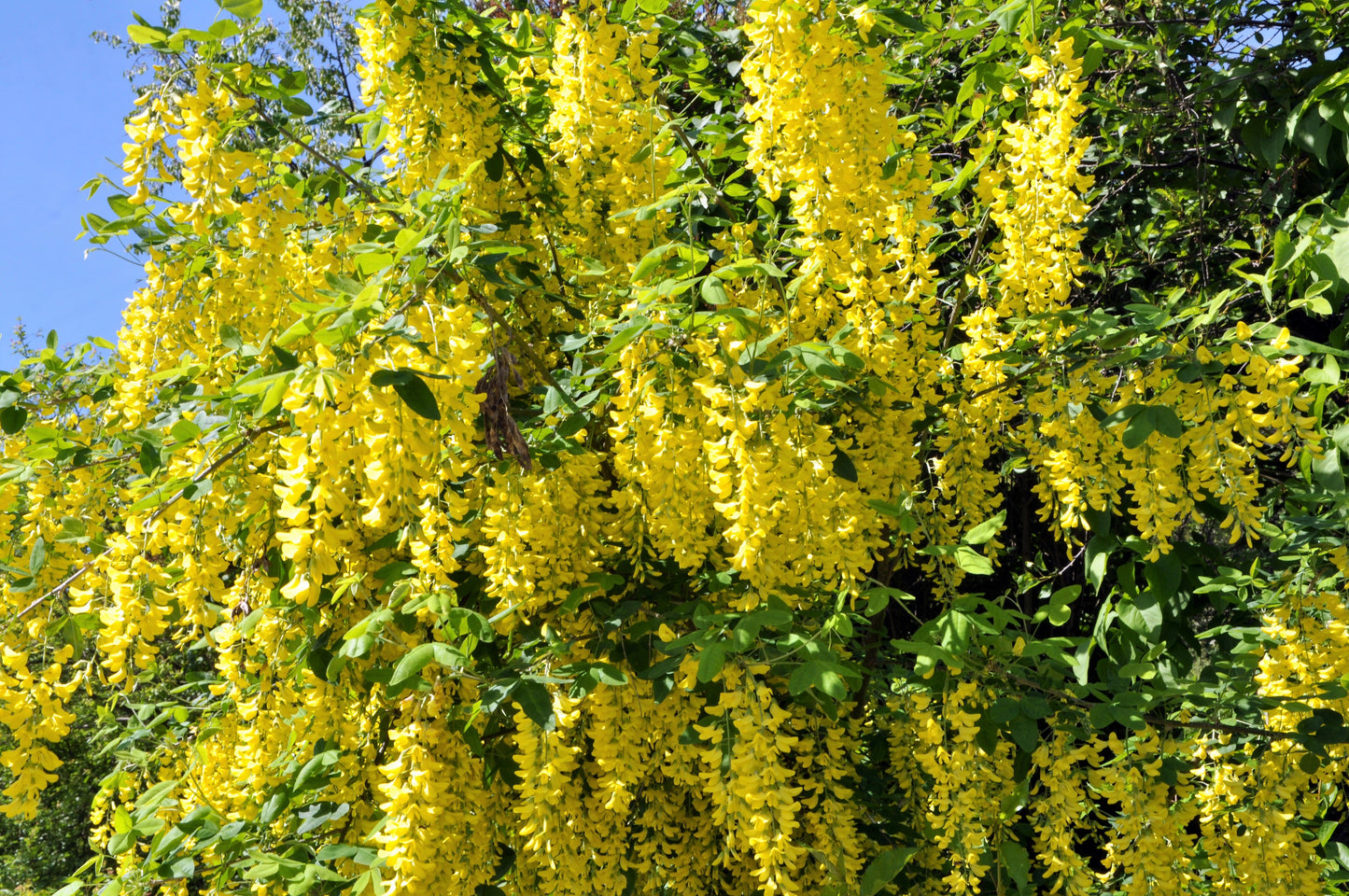 25 SIBERIAN PEASHRUB Caragana Arborescens Peatree Yellow Flower Legume Vegetable Seeds
