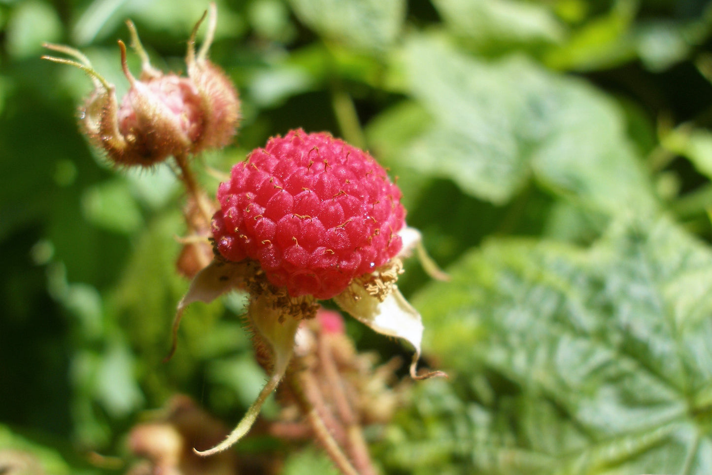20 PURPLE FLOWERING RASPBERRY Thornless Edible Rubus Odoratus Fruit Berry Seeds