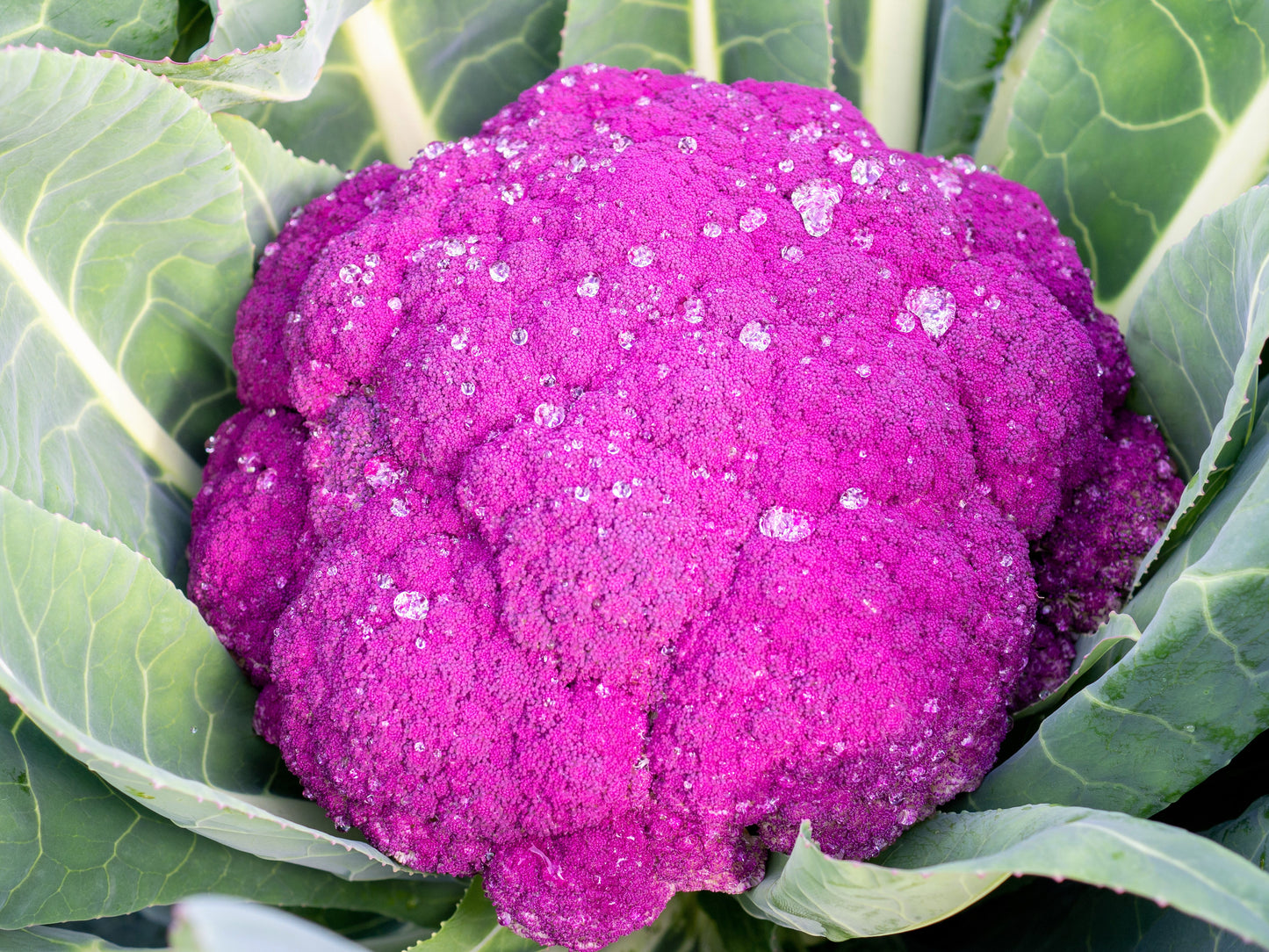 25 PURPLE CAULIFLOWER Violet Queen Brassica Oleracea Botrytis Vegetable Seeds