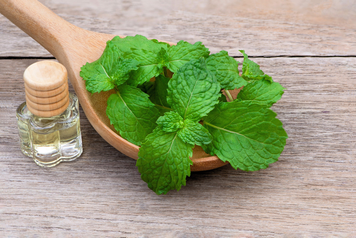 500 SPEARMINT (English Mint) Mentha Spicata Herb Flower Seeds