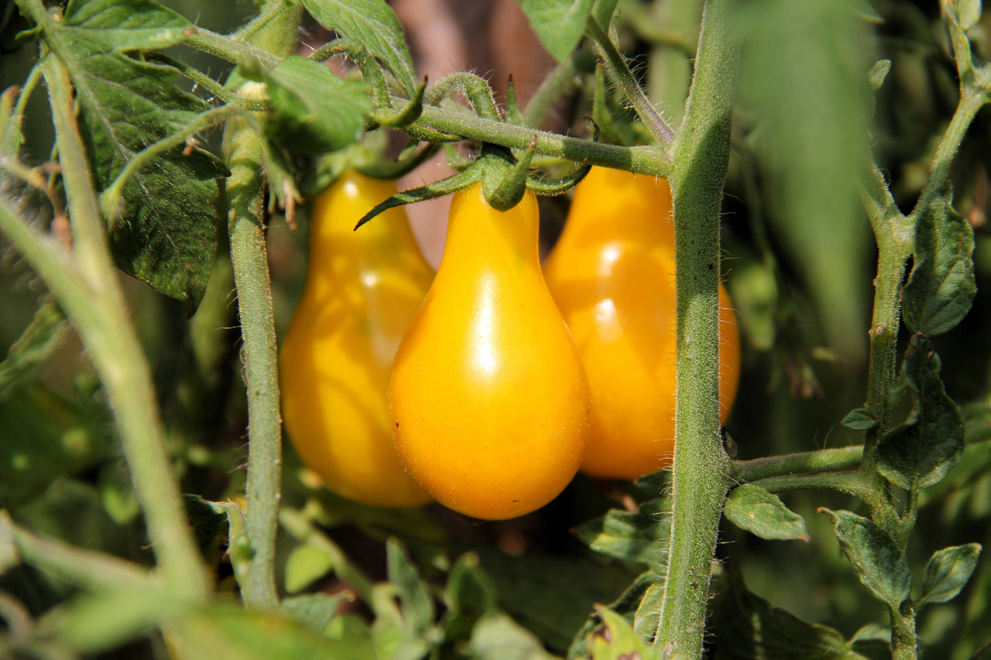 300 YELLOW PEAR TOMATO Lycopersicon Lycopersicum Fruit Vegetable Seeds
