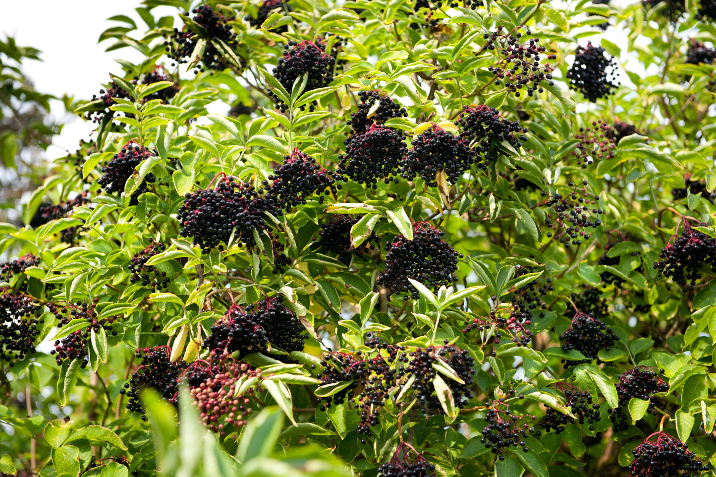 25 American ELDERBERRY FRUIT BUSH Shrub Tree Sambucus Nigra Canadensis Seeds