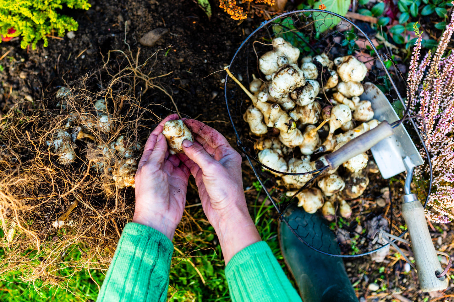 20 JERUSALEM ARTICHOKE Sunchoke Sunroot Helianthus Tuberosus Yellow Sunflower Root Vegetable Seeds