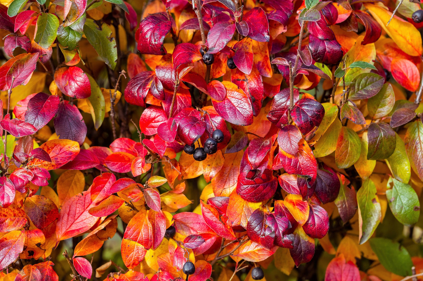 50 BLACK CHOKEBERRY Aronia Melanocarpa White Flower Fruit Shrub Seeds