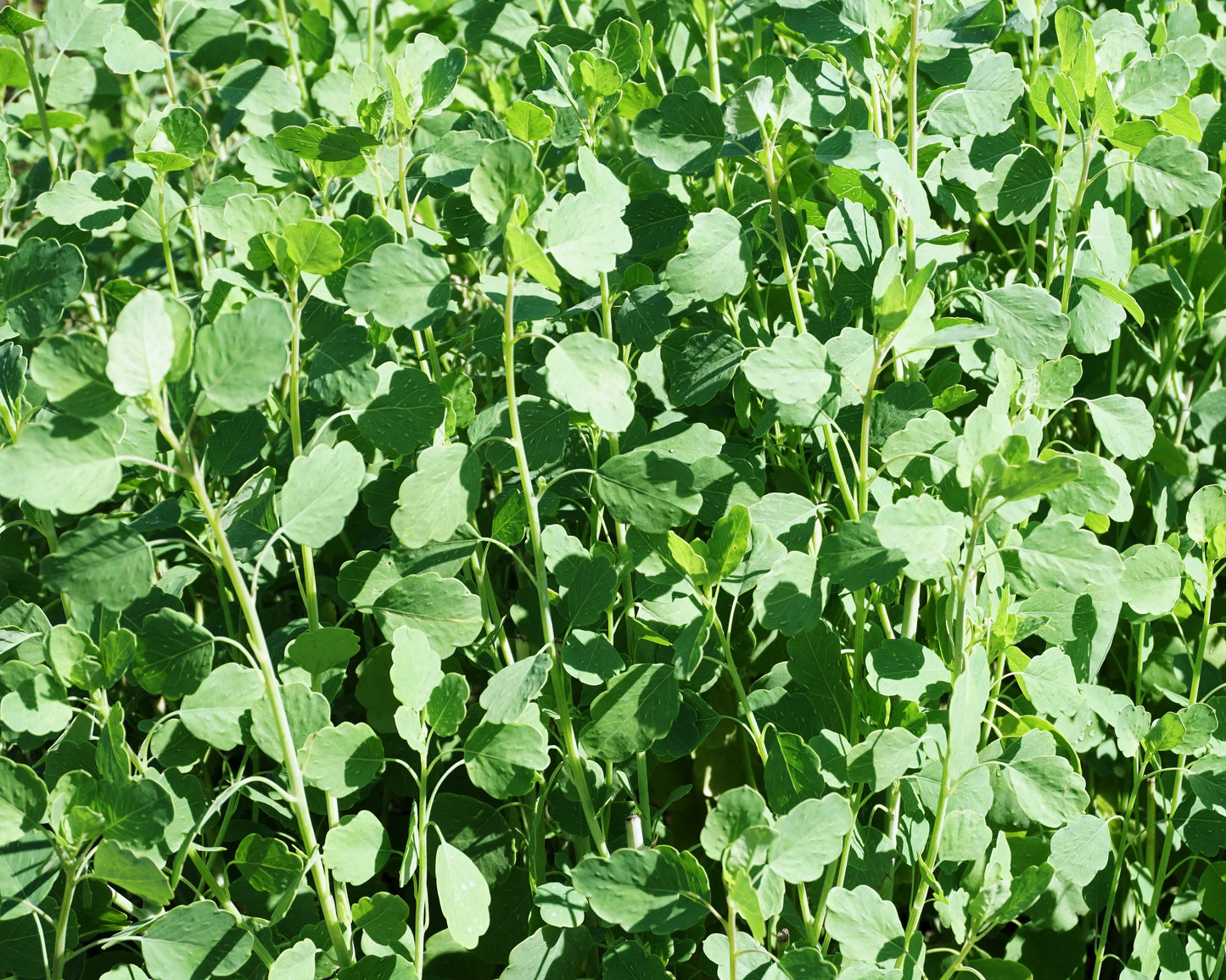 25 PAPALO Yerba Porosa, Summer Cilantro, Bolivian Coriander, Porophyllum Ruderale Culinary Herb Seeds