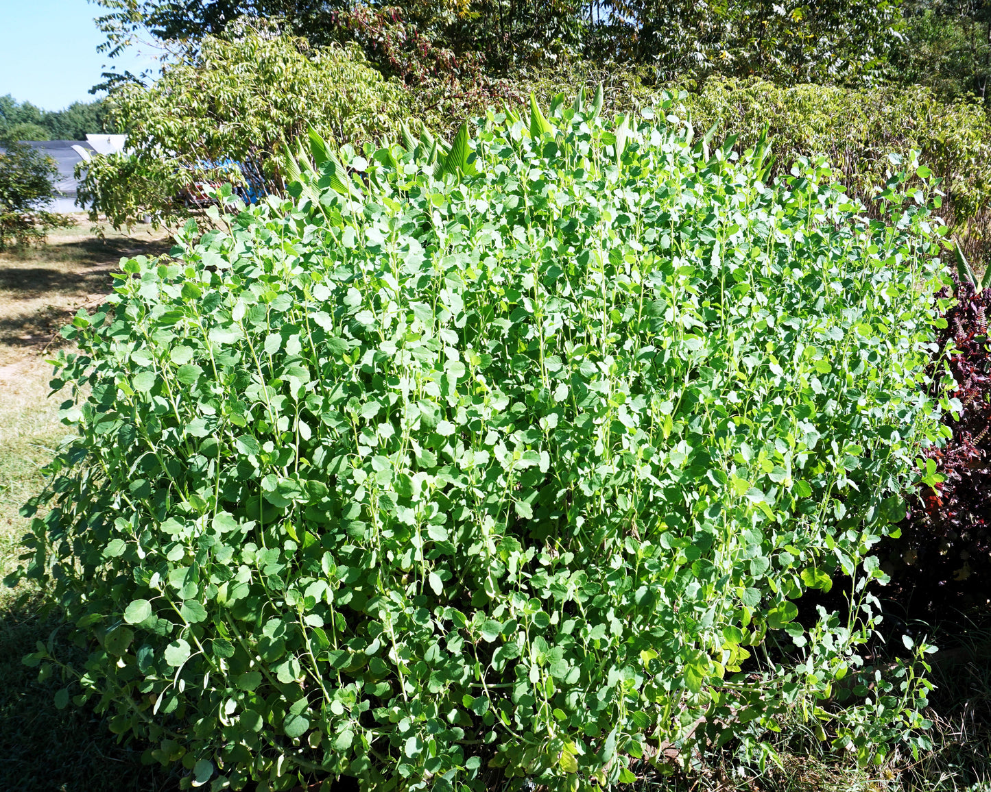 25 PAPALO Yerba Porosa, Summer Cilantro, Bolivian Coriander, Porophyllum Ruderale Culinary Herb Seeds