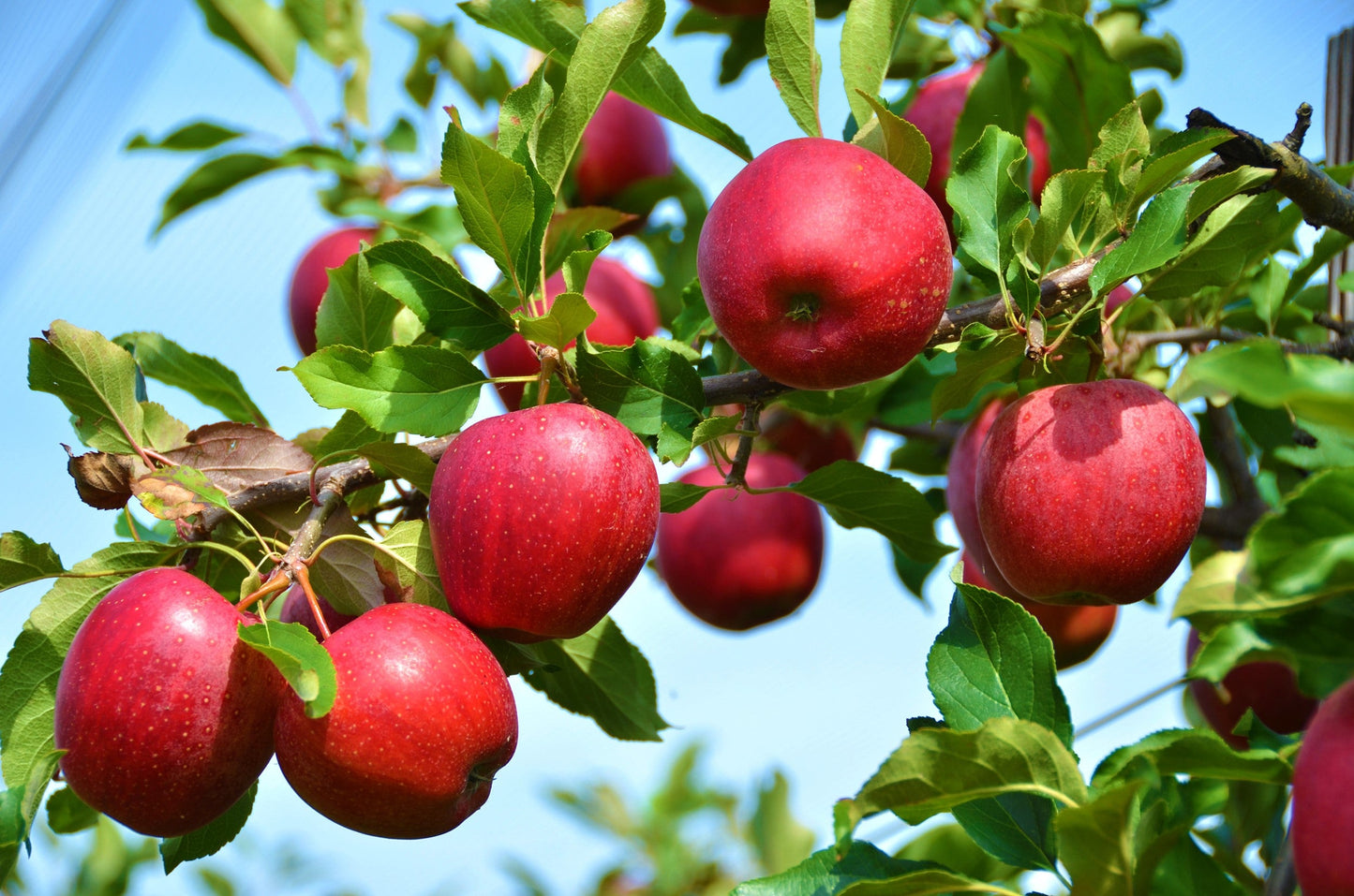 25 PARADISE APPLE Red Delicious Common Malus Pumila Domestica Fruit Tree Seeds